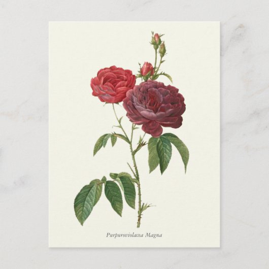 Vintage Rote Rosen Botanische Schrift Postkarte (Vorderseite)