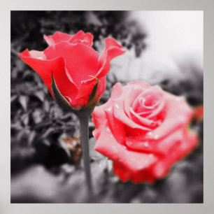 Vintage Rote Rosen Poster