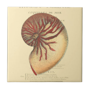 Vintage rote Tritonshorn-Muschel Fliese