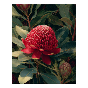 Vintage-Rote Waratah-Botanikkunst Poster