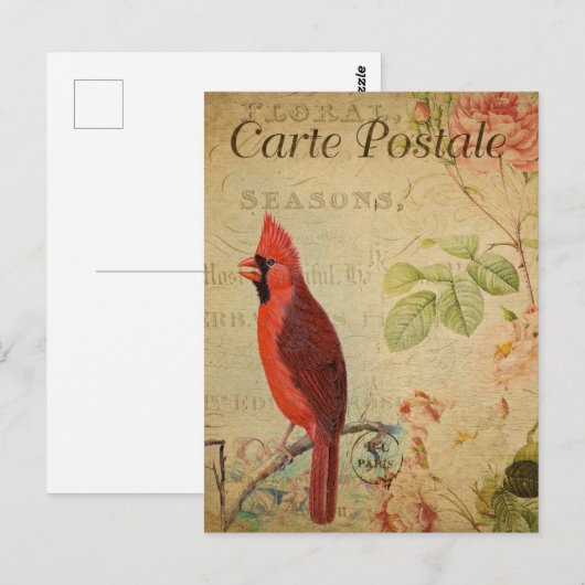 Vintage Roter Kardinalvogel Postkarte (Vorne/Hinten)