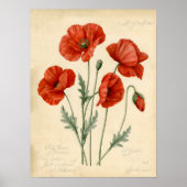 Vintage roter Mohn botanische Illustrationskunst Poster (Vorne)