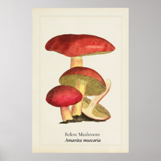 Vintage-Rotkappen-Pilz-Botanische-Illustration | Poster