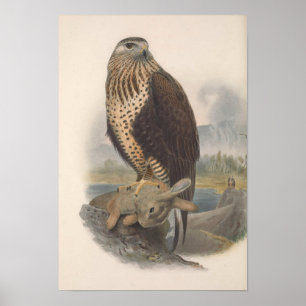 Vintage Rough Legged Buzzard Bird Poster