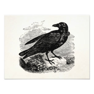 Vintage Roven Black Bird Crow Personalisierte Vöge Fotodruck
