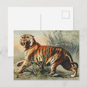 Vintage Royal Bengal Tiger Naturalisten-Kunstprint Postkarte