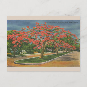 Vintage Royal Poinciana Bäume Miami Florida Postkarte