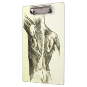 Vintage Rückenmuskel der Anatomie-| (circa 1852) Klemmbrett (Links)