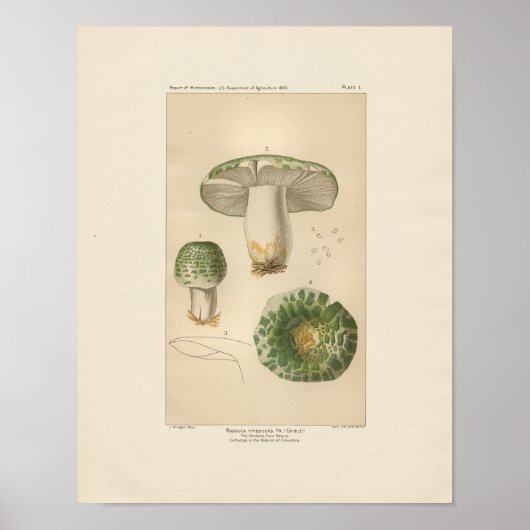 Vintage Russula Edible Mushroom Print Poster (Vorne)
