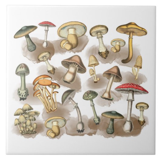 Vintage Rustic Forest Mushrooms Fliese (Vorderseite)