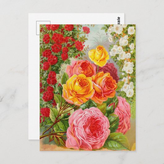 Vintage Saatgutanzeige Postkarte (Vorne/Hinten)