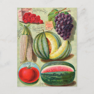 Vintage Saatgutanzeige Postkarte