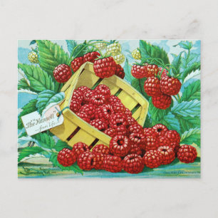 Vintage Saatgutanzeige Postkarte