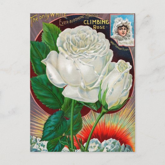 Vintage Saatgutanzeige Postkarte (Vorderseite)