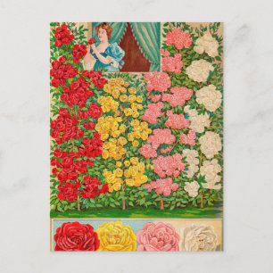 Vintage Saatgutanzeige Postkarte