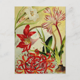 Vintage Saatgutanzeige Postkarte