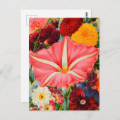 Vintage Saatgutanzeige Postkarte (Vorne/Hinten)