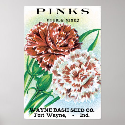 Vintage Saatgutverpackung Kunst, Pinks Nelke Blume Poster (Vorne)