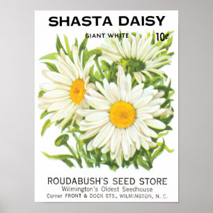 Vintage Saatpackung Kunst, Shasta Daisy Blume Poster