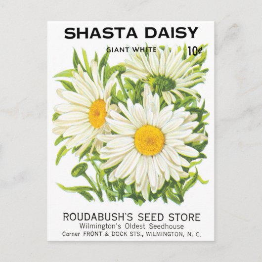 Vintage Saatpackung Kunst, Shasta Daisy Blume Postkarte (Vorderseite)