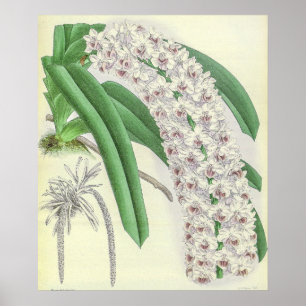 Vintage Saccolabium Blumei Orchideenblüten Kunst Poster