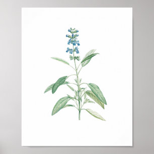 Vintage Salbei Botanische Blume  Poster