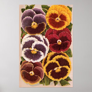 Vintage Samen-Paket-Aufkleber, Gartenpansy-Blumen Poster