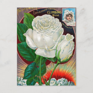 Vintage-Samen-Werbe-Postkarte Postkarte