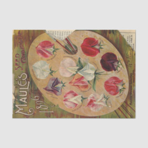 Vintage-Samenkatalog Maules 1896 Süße Erbsen Seidenpapier
