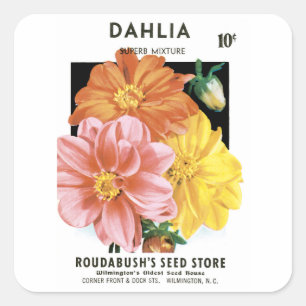 Vintage-Samenpack-Kunst, Dahlien-Gartenblumen Quadratischer Aufkleber
