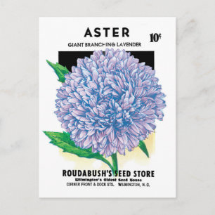 Vintage-Samenpaket-Kunst, violette Aster-Blumen Postkarte