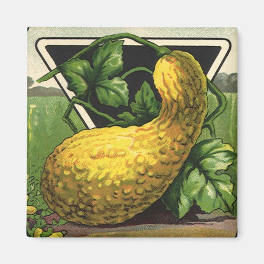 Vintage-Samenpaket-Label-Kunst Gelber Sommersquash Magnet (Vorne)