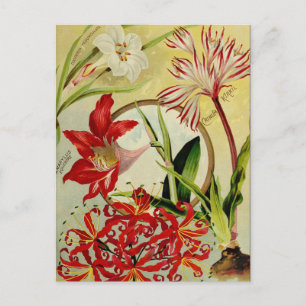 Vintage-Samenwerbepostkarte Postkarte