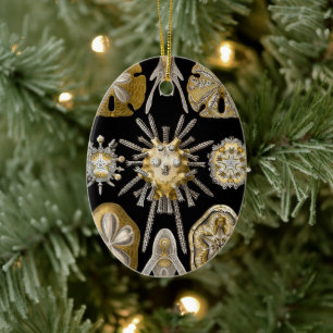 Vintage Sand Dollars Seeigel von Ernst Haeckel Keramik Ornament