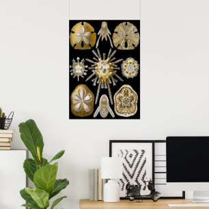 Vintage Sanddollars Seeigel von Ernst Haeckel Poster