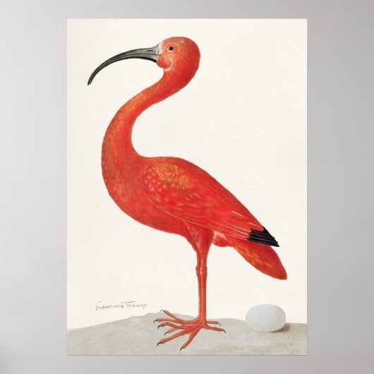 Vintage Scarlet Ibis Illustration Poster (Vorne)
