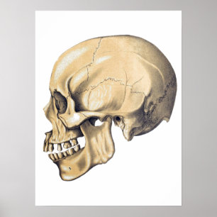 Vintage-Schädel-Anatomie-Illustrationsposter Poster