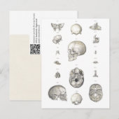 Vintage-Schädel und Knochenanatomie Postkarte (Vorne/Hinten)