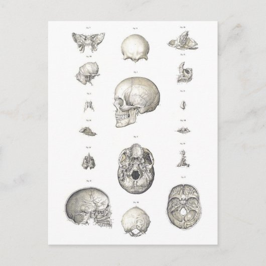 Vintage-Schädel und Knochenanatomie Postkarte (Vorderseite)