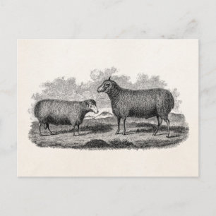 Vintage-Schaf-Illustration aus dem 19. Jahrhundert Postkarte