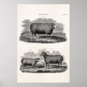 Vintage Schaf Mutterschaf Farmtiere Retro Muttersc Poster