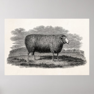 Vintage Schaf Mutterschaf Illustration Retro Wolle Poster