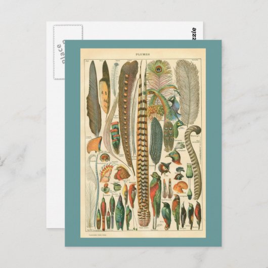 Vintage Schalen Postkarte (Vorne/Hinten)