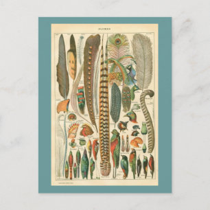 Vintage Schalen Postkarte