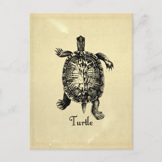 VINTAGE SCHALTFLÄCHE POSTKARTE (Vorderseite)
