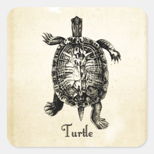 VINTAGE SCHILDKRÖTE QUADRATISCHER AUFKLEBER