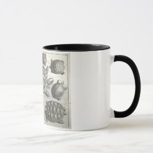 Vintage Schildkröte-Radierung Tasse