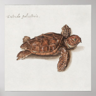 Vintage-Schildkröten-Illustration Poster