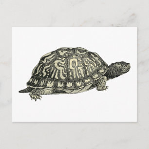 Vintage Schildkröten-Illustration Postkarte