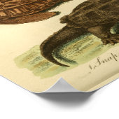 Vintage Schildkröten - Naturgeschichte Poster (Ecke)